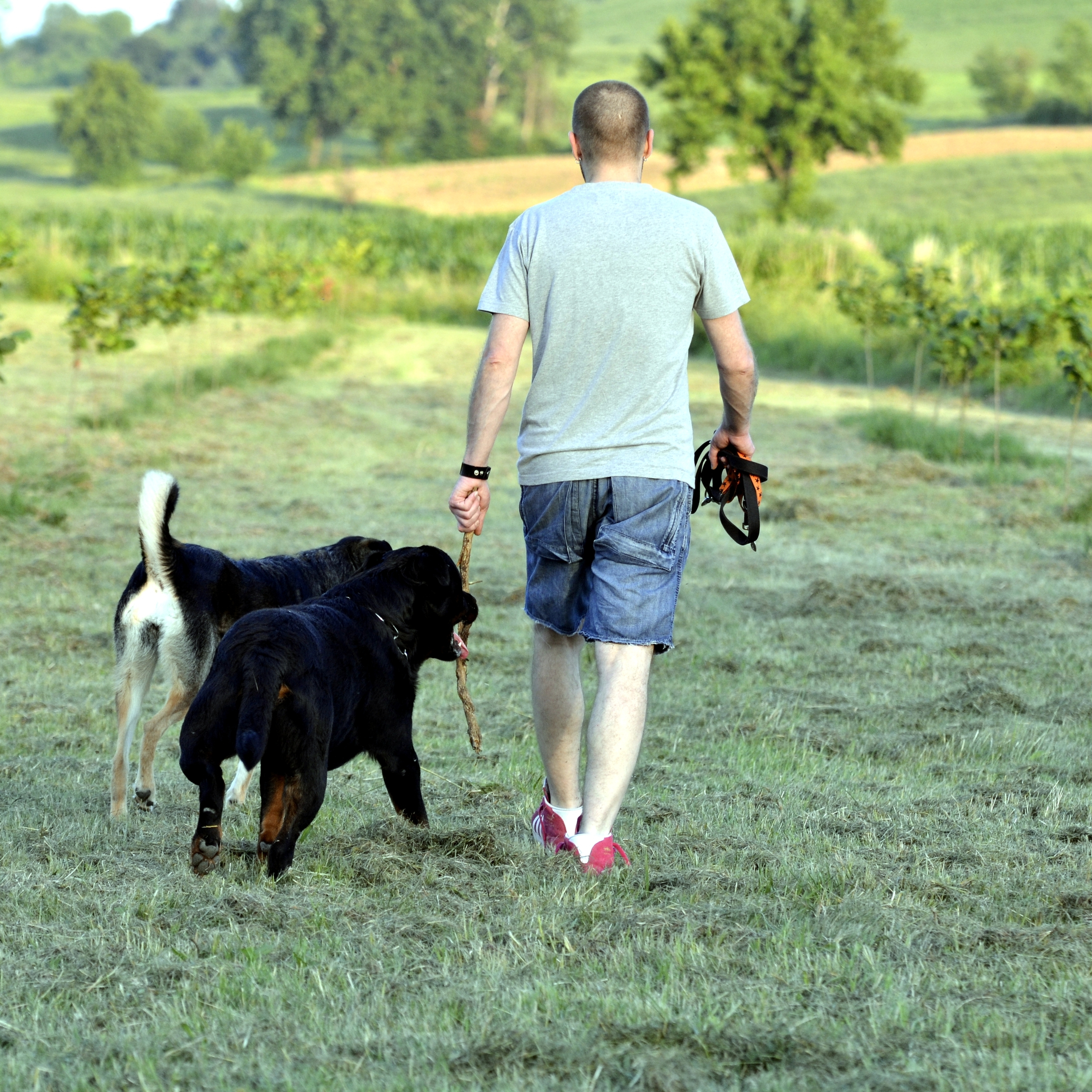 Dogs and Investment portfolios – They’re the same right?